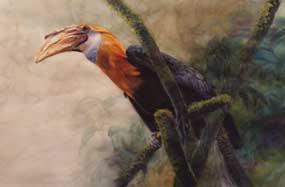 Blyth's Hornbill