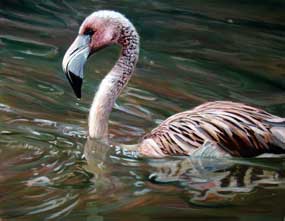 "Lesser Flamingo"